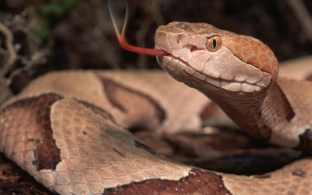 copperhead - animal, reptile, copperhead, snake