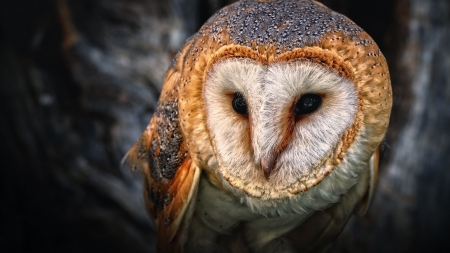 owl - face, animal, owl, bird