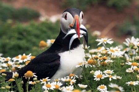 Puffin - blossoms, bird, flowers, fish, daisies