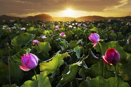 Water Lilies - Lily, pretty, Sunrise, Flower