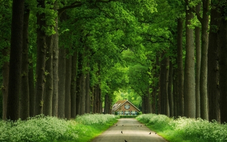 House in forest - house, road, birds, forest