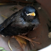 Mynah Bird (Pakistan)