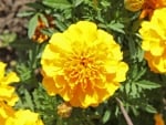 mexican marigold