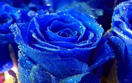 blur rose - nature, flowers, rose, blue