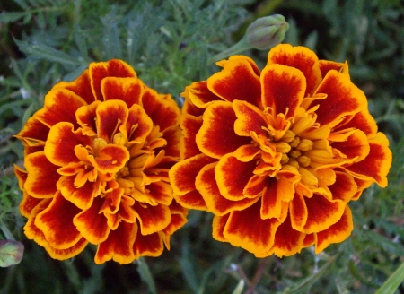 Marigolds - marigolds, flowers, orange, garden