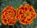 Marigolds