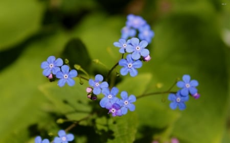 forget me not - me, flower, forget, not