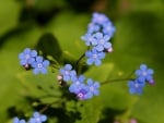 forget me not