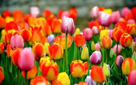 field of tulips - nature, wallpaper, flowers, garden