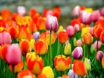 field of tulips