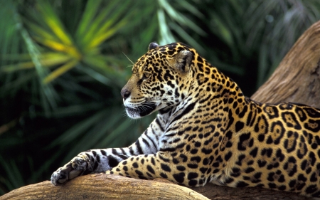 Jaguar - forest, animal, jaguar, wild, art