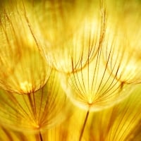 Golden dandelions