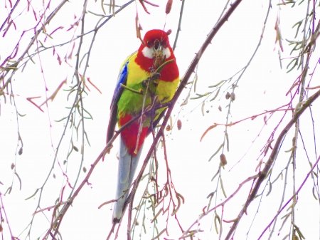 Australian Rosella Parrot - Rosella, Parrot, Colour, Australian, Rainbow, Bird