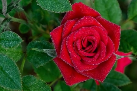 Red rose - red, summer, flower, rose, trandafir, green