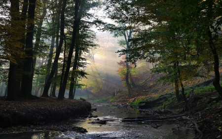 Beautiful Forest - forest, water, nature, amazing