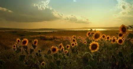 Sunflowers Fields