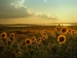 Sunflowers Fields