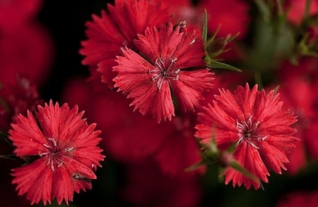 Paradise Flowers - beautiful, garden, red, flower