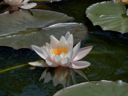 White water lily reflection