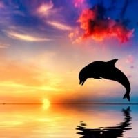 Leaping Dolphin