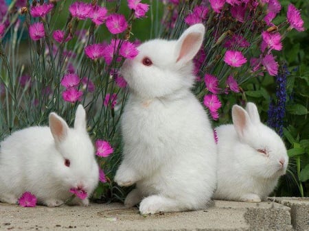 Bunny garden - flowers, bunnies, white, garden