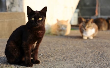 black cat with green eyes - black, eye, feline, cat