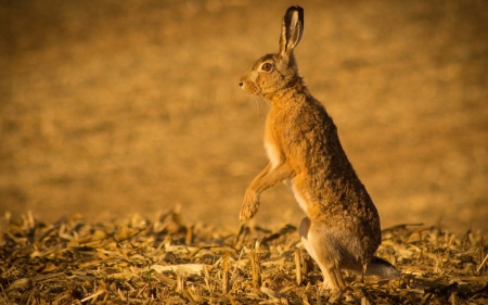 hare - rabbit, field, grass, hare