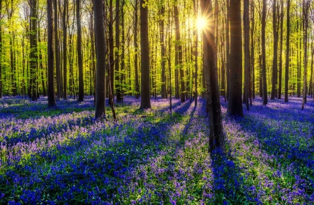 Forest sunlight - glow, sunlight, wildflowers, trees, rays, summer, beautiful, forest