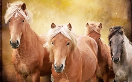 Horses - run, animal, horse, brown