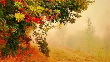 Mist - nature, tree, leaves, mist