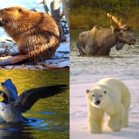 Canadian animals