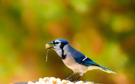 blue jay - bird, animal, jay, blue