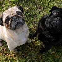 pugs