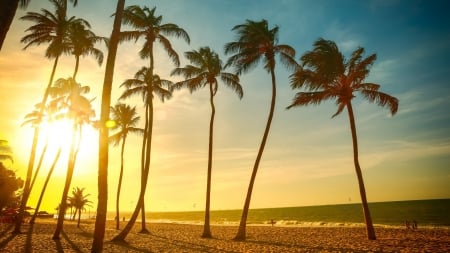 Summer Beach - holiday, palm trees, trees, sun