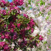 Flowering Trees