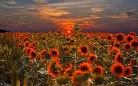 Sunflowers field at sunset - sunflower, sunset, beautiful, landscape, field, sky