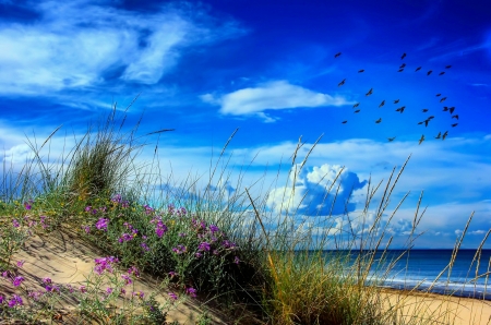 Blue summer - sky, beach, shore, summer, view, beautiful, blue, breeze, sea, wildflowers