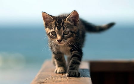 Up close - up close, cat, wall, widescreen, kitten