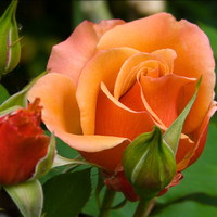 Orange rose