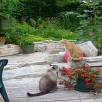 With two cats in the yard 