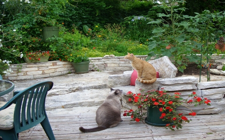 With two cats in the yard  - yard, cats