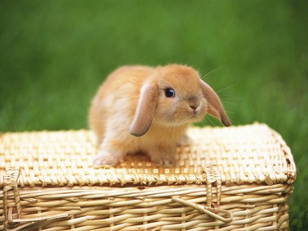 Bunny basket - rabbit, brown, adorable, pinic, basket, bunny