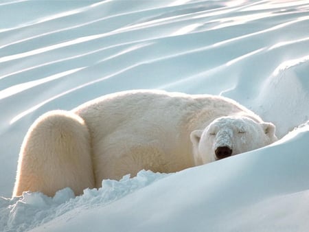 White silent sleep - sleeping, bears, bear, polar bear, polar bears, white, sleep, snow, sweet, polar