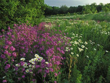 Wildflowers - nature, flowers