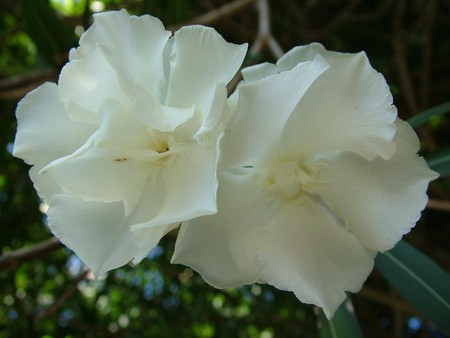 White flowers - white, flowers