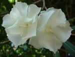 White flowers