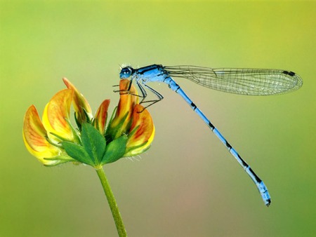 Blue on flower - flower, insect