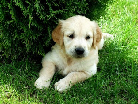 Baby lab - lab, grass, puppy, dog