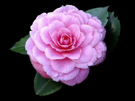 Rose rose - rose, flower, pink