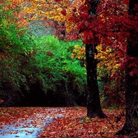 Autumn Forest